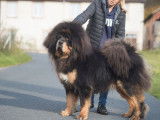 À réserver : des chiots Dogue du Tibet LOF mâles et femelles