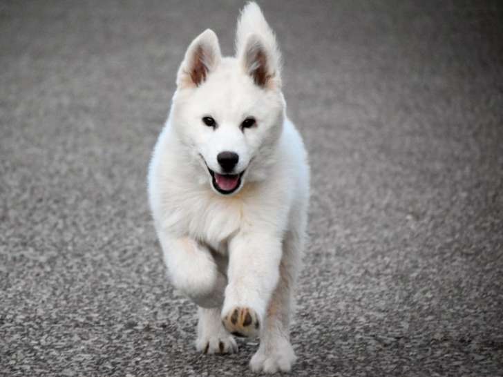 Disponible à la vente : un chiot mâle blanc Husky Sibérien LOF