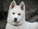Disponible à la vente : un chiot mâle blanc Husky Sibérien LOF