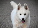 Disponible à la vente : un chiot mâle blanc Husky Sibérien LOF