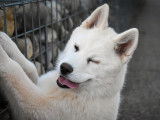 Disponible à la vente : un chiot mâle blanc Husky Sibérien LOF