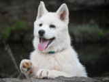 Disponible à la vente : un chiot mâle blanc Husky Sibérien LOF