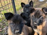 6 Chiots Malinois fauve et noir (LOF) à réserver