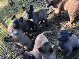 6 Chiots Malinois fauve et noir (LOF) à réserver