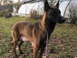 6 Chiots Malinois fauve et noir (LOF) à réserver