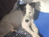 De race Parson Russell Terrier disponible pour saillie