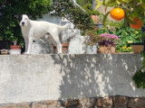 De race Parson Russell Terrier disponible pour saillie