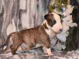 Neuf chiots Bull Terrier LOF à réserver