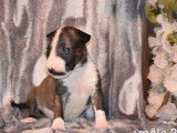 Neuf chiots Bull Terrier LOF à réserver