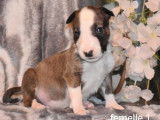 Neuf chiots Bull Terrier LOF à réserver