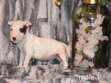 Neuf chiots Bull Terrier LOF à réserver