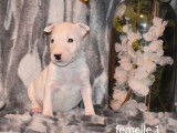 Neuf chiots Bull Terrier LOF à réserver