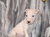 Neuf chiots Bull Terrier LOF à réserver