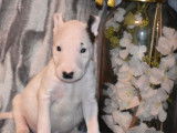 Neuf chiots Bull Terrier LOF à réserver