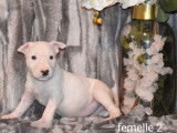 Neuf chiots Bull Terrier LOF à réserver