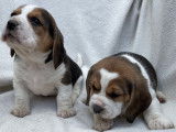 6 chiots Beagle LOF disponibles à la réservation