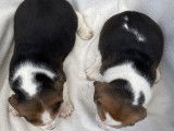 6 chiots Beagle LOF disponibles à la réservation