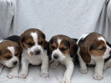 6 chiots Beagle LOF disponibles à la réservation