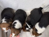 6 chiots Beagle LOF disponibles à la réservation