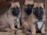 2 chiots m&acirc;les Berger Belge Malinois LOF fauves &agrave; r&eacute;server