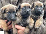 2 chiots m&acirc;les Berger Belge Malinois LOF fauves &agrave; r&eacute;server