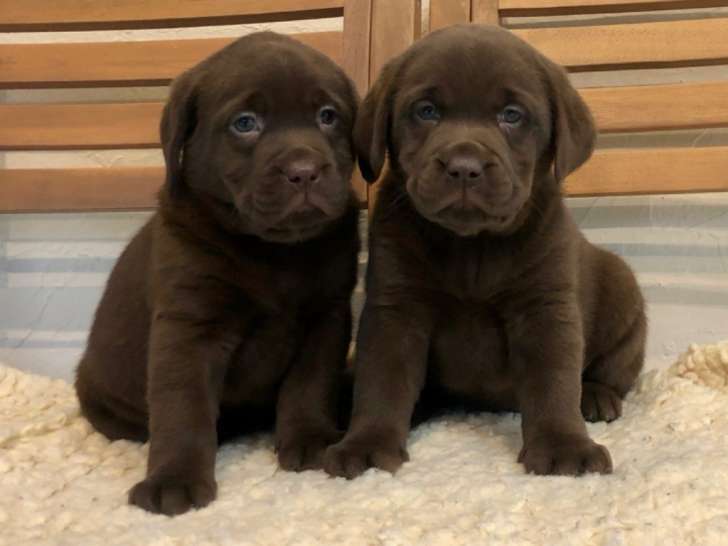 Chiots Labrador Retriever chocolat LOF à vendre Petite Annonce chien