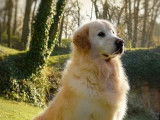 Etalons Golden Retriever LOF disponibles pour saillie