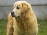 Etalons Golden Retriever LOF disponibles pour saillie