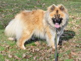 Etalon Eurasier LOF fauve disponible pour saillie