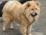 Etalon Eurasier LOF sable disponible pour saillie