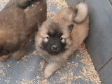 Chiots Eurasier LOF à vendre