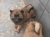 Chiots Eurasier LOF à vendre