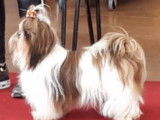 Etalon Shih Tzu LOF disponible pour saillie