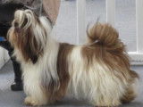 Etalon Shih Tzu LOF disponible pour saillie