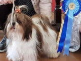 Etalon Shih Tzu LOF disponible pour saillie