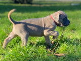 Chiots Cane Corso LOF de lignée de champion à vendre