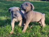 Chiots Cane Corso LOF de lignée de champion à vendre