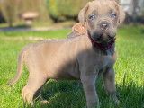 Chiots Cane Corso LOF de lignée de champion à vendre
