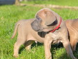Chiots Cane Corso LOF de lignée de champion à vendre