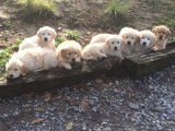 10 chiots Golden Retriever LOF &agrave; vendre