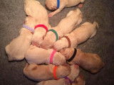 10 chiots Golden Retriever LOF &agrave; vendre
