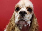 Vente de trois chiots Cocker Américain (LOF)