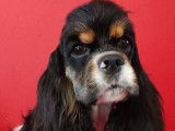 Vente de trois chiots Cocker Américain (LOF)