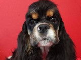 Vente de trois chiots Cocker Américain (LOF)