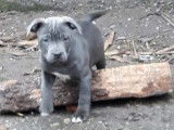 À vendre : trois chiots Staffordshire Bull Terrier bleus (LOF)