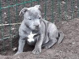 À vendre : trois chiots Staffordshire Bull Terrier bleus (LOF)