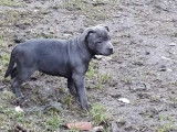 À vendre : trois chiots Staffordshire Bull Terrier bleus (LOF)