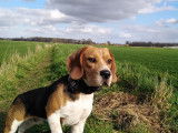 De race Beagle disponible pour saillie