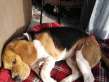 De race Beagle disponible pour saillie