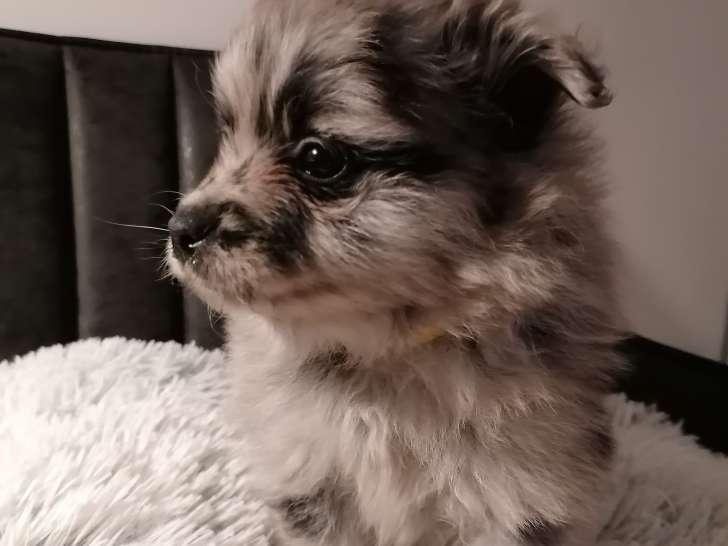 Chiot Spitz merle à vendre